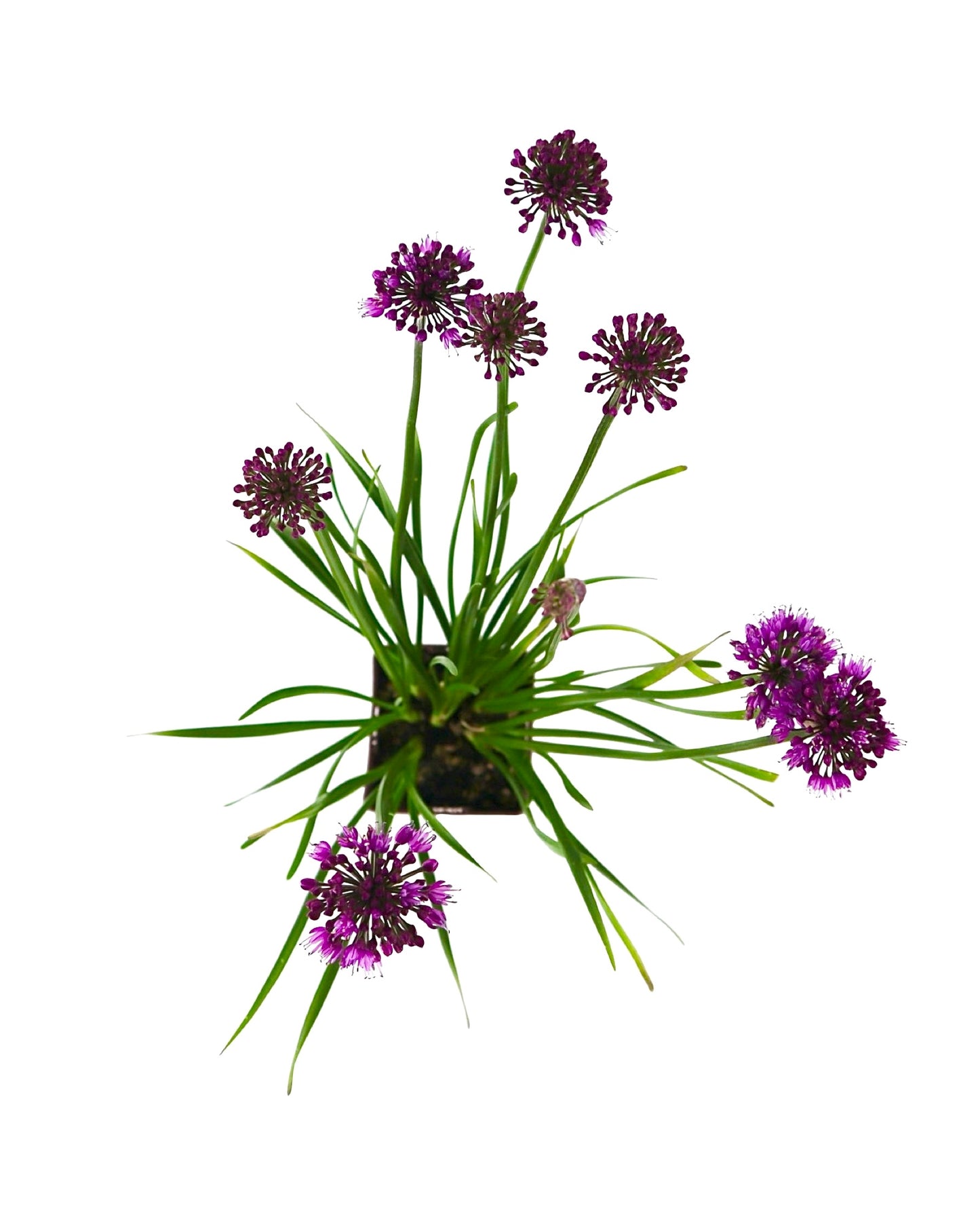 Allium 'Windy City' - Perennials