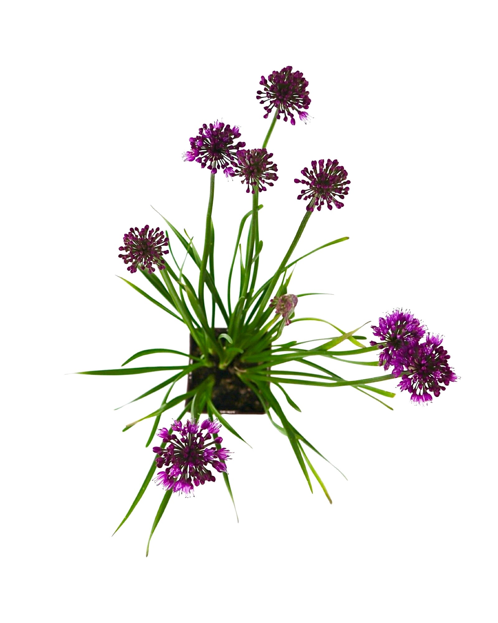 Allium 'Windy City' - Perennials