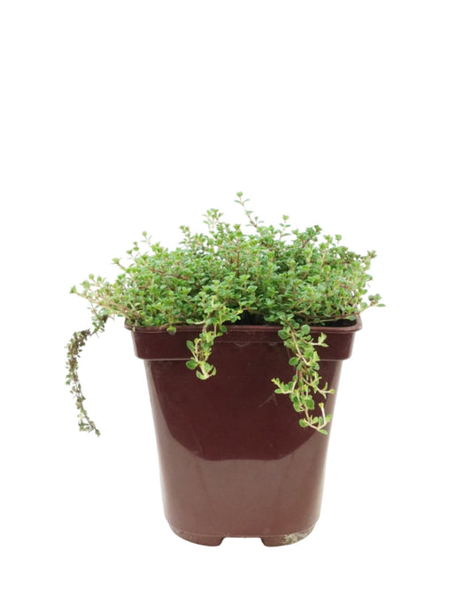 Thymus vulgaris 'Caborn Wine and Roses' - The Garden Corner