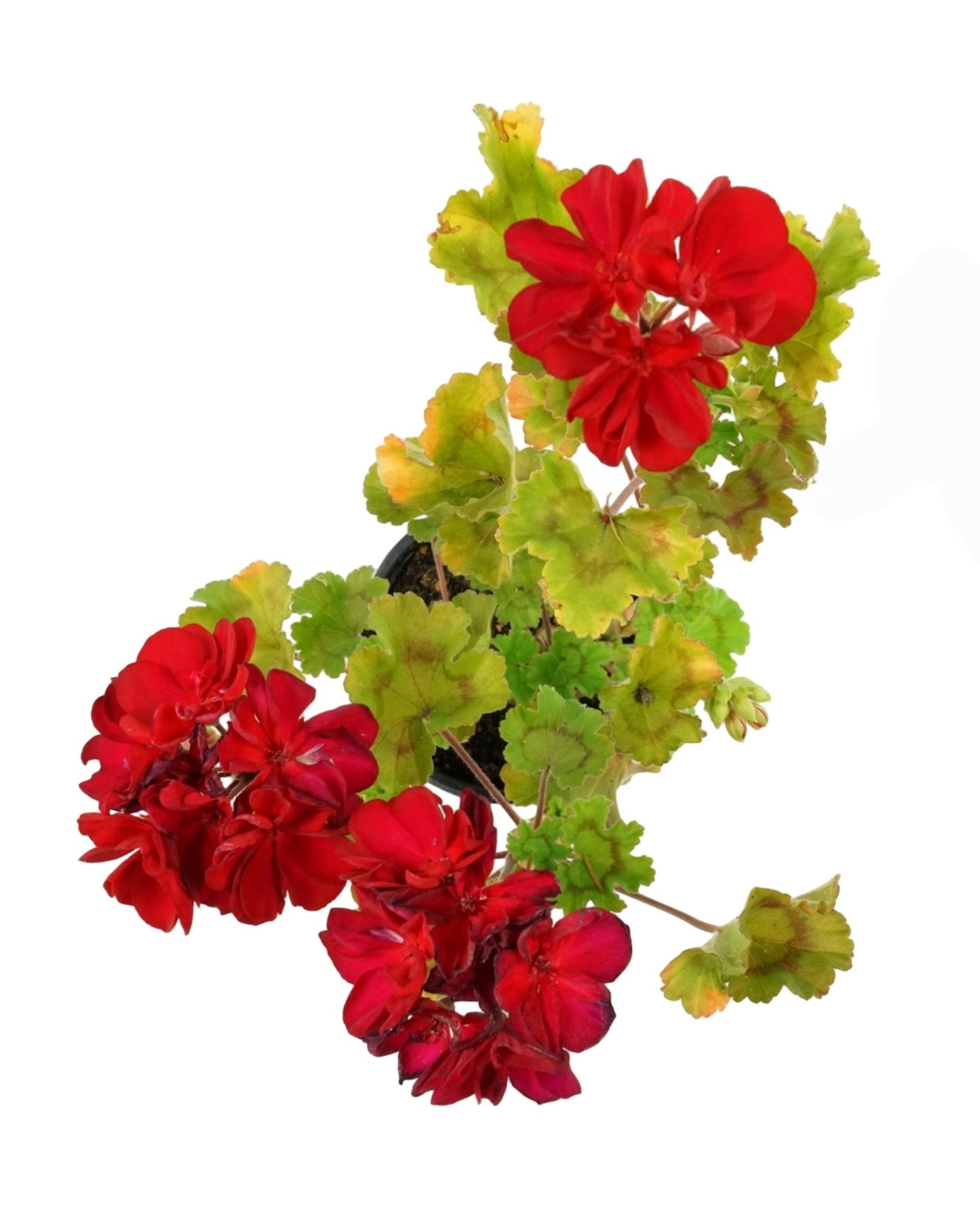 Geranium Zonal 'Presto Dark Red' - The Garden Corner