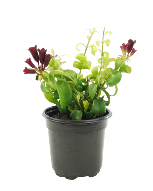 Aeschynanthus radicans 'Rasta'