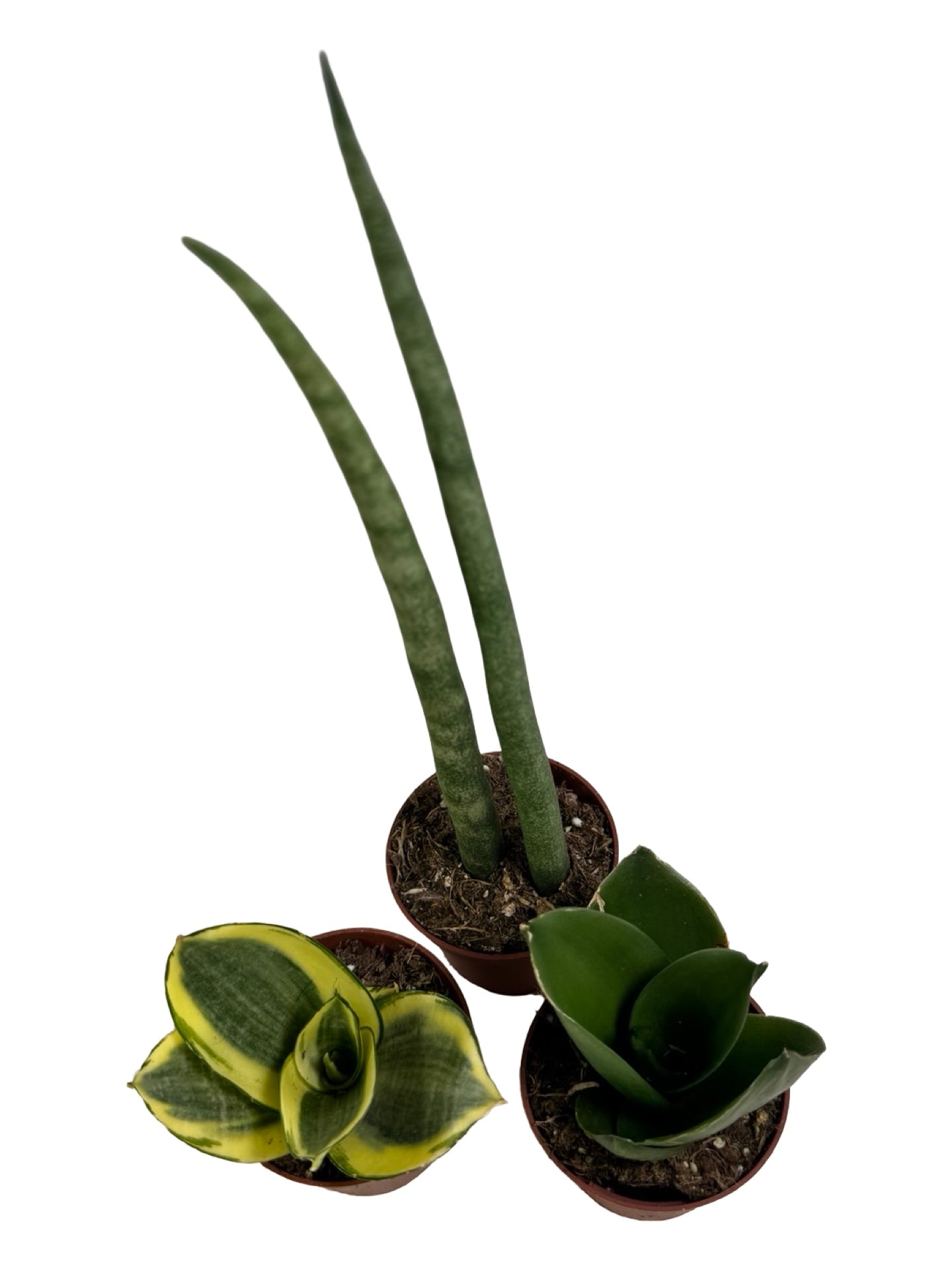 Sansevieria Assorted -
