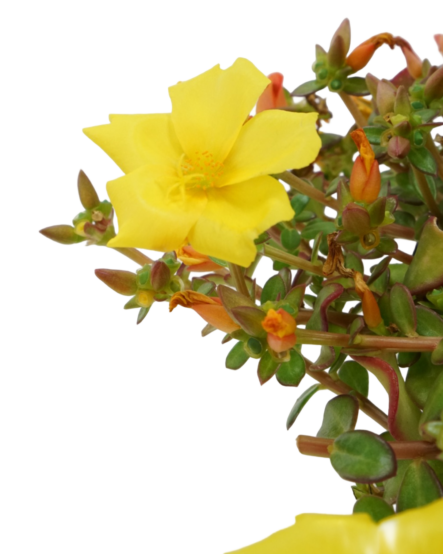 Portulaca 'Confetti Garden Cupcake Party'