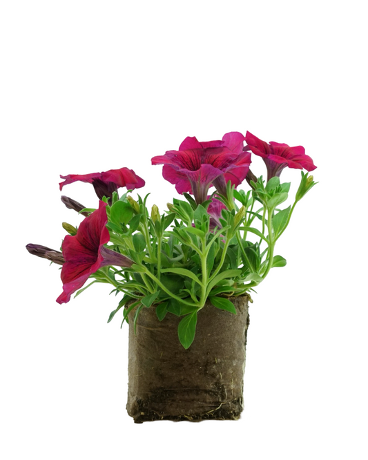 Petunia 'Surprise Sparkle Magenta'