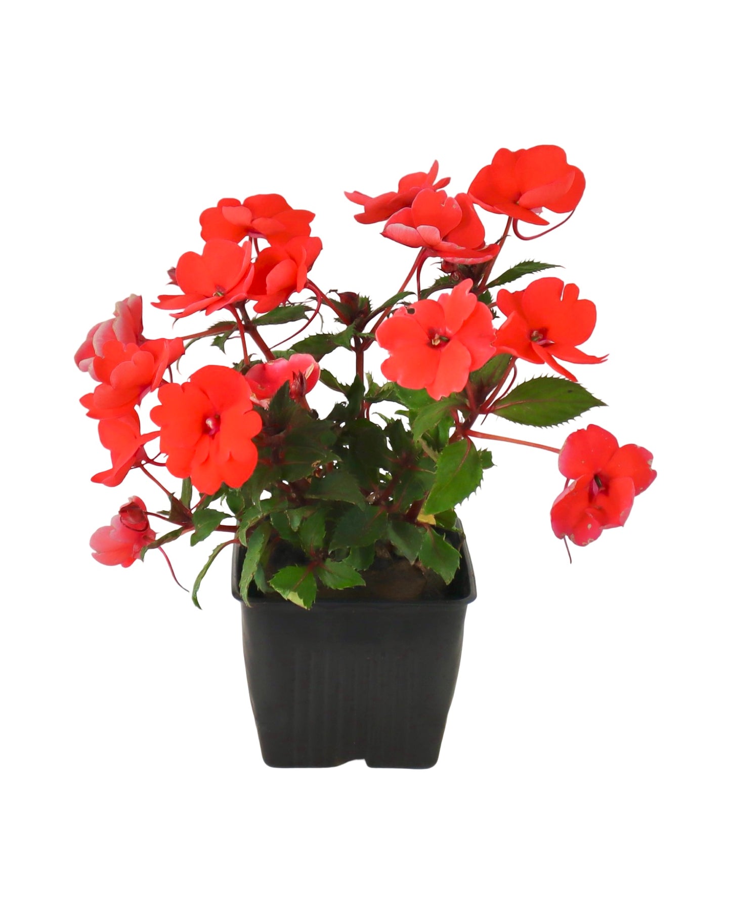 Sunpatiens 'Compact Hot Coral' - Annuals