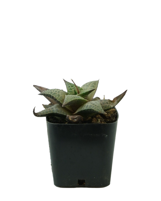 Haworthiopsis venosa tessellata