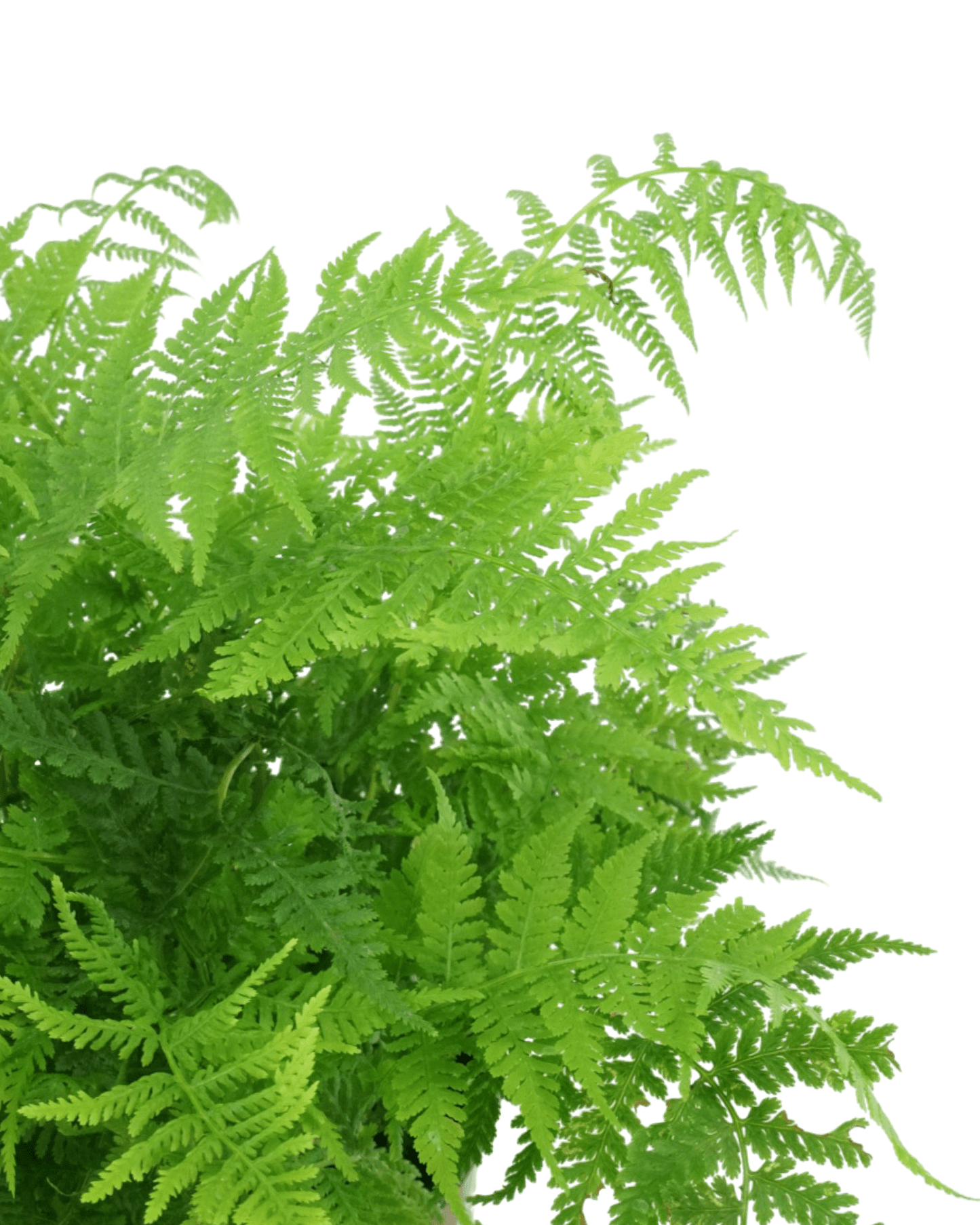 Athyrium filix-femina 'Lady in Red'