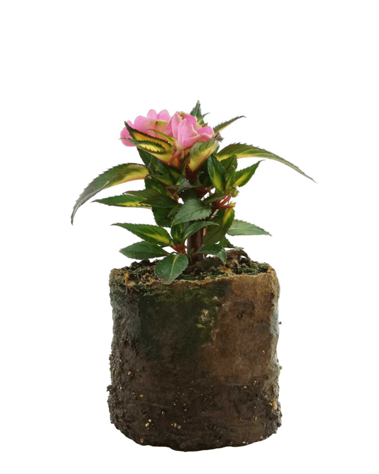 Sunpatiens 'Compact Tropical Rose' - The Garden Corner