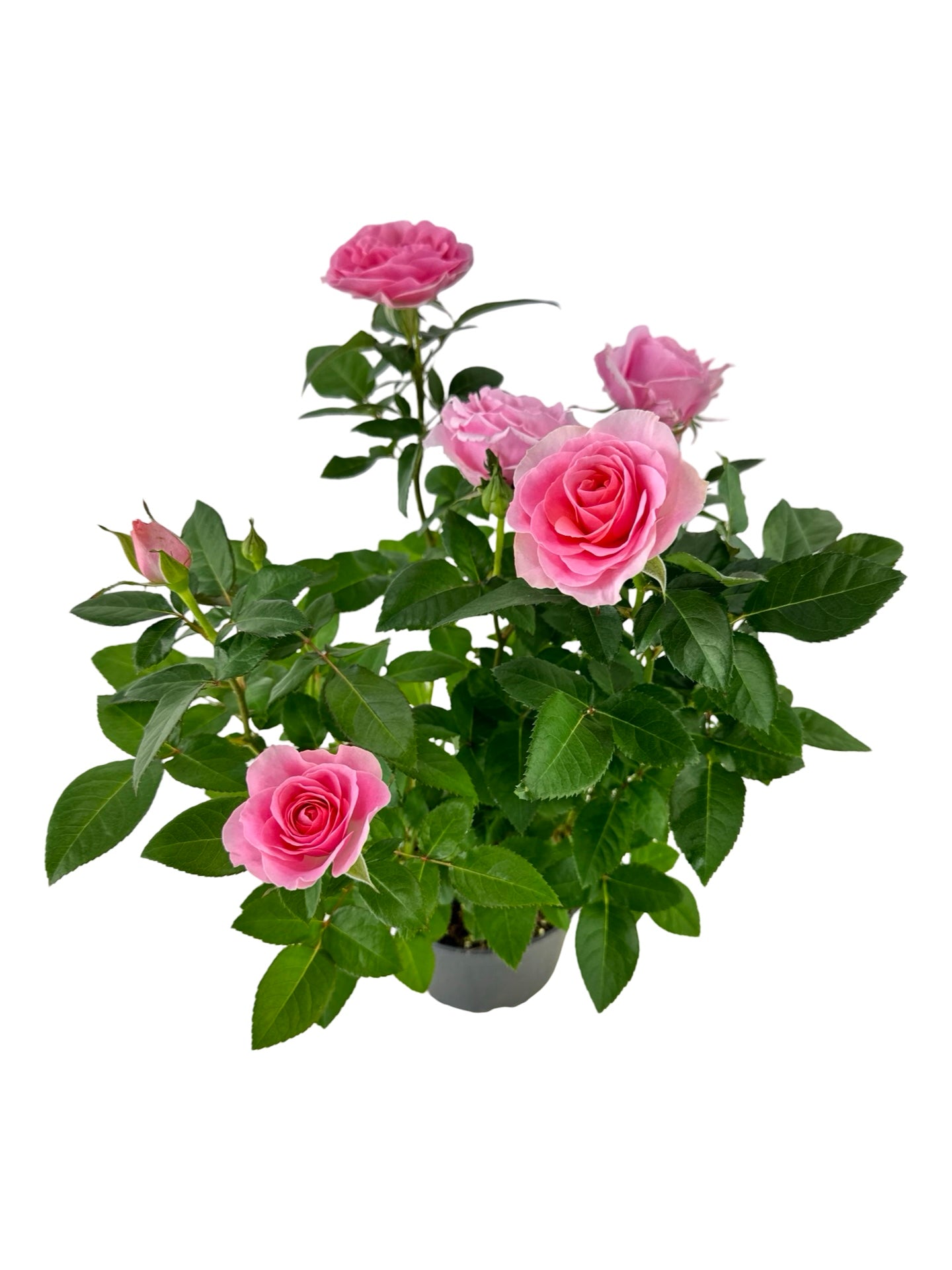 Rosa assorted 'Mini' - House Plants