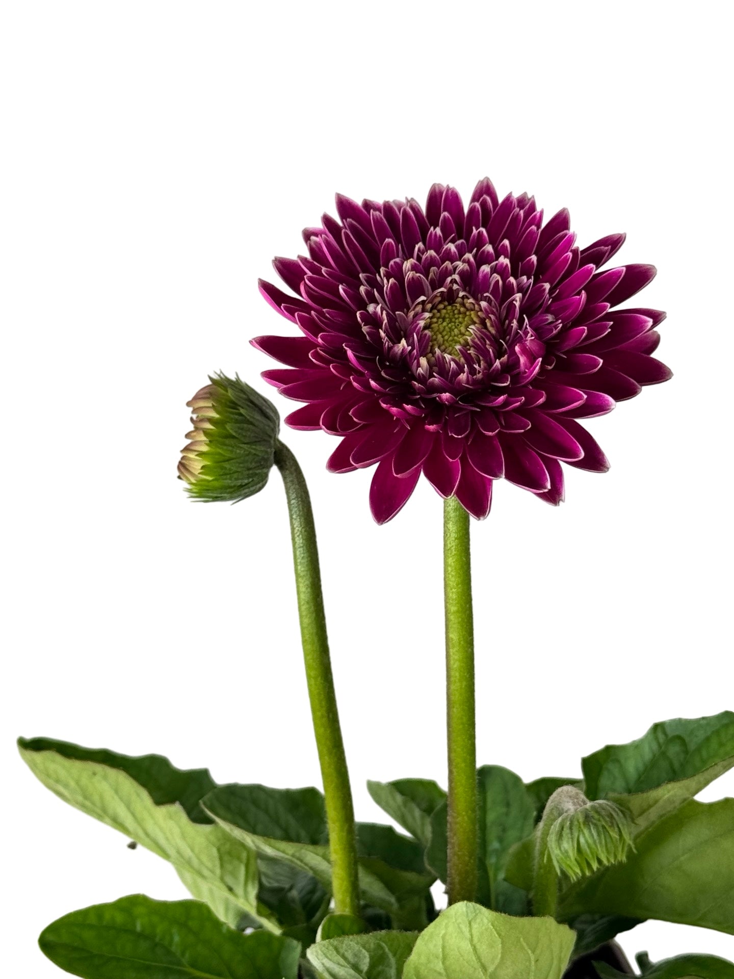 Gerbera Garvinea® Majestic Purple - Perennials