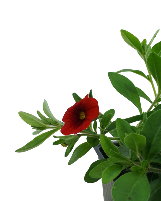 Calibrachoa 'Cabaret Orange Improved'