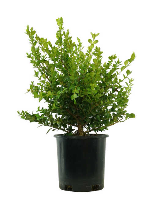 Buxus microphylla japonica 'Winter Gem' 1 Gallon - Shrubs