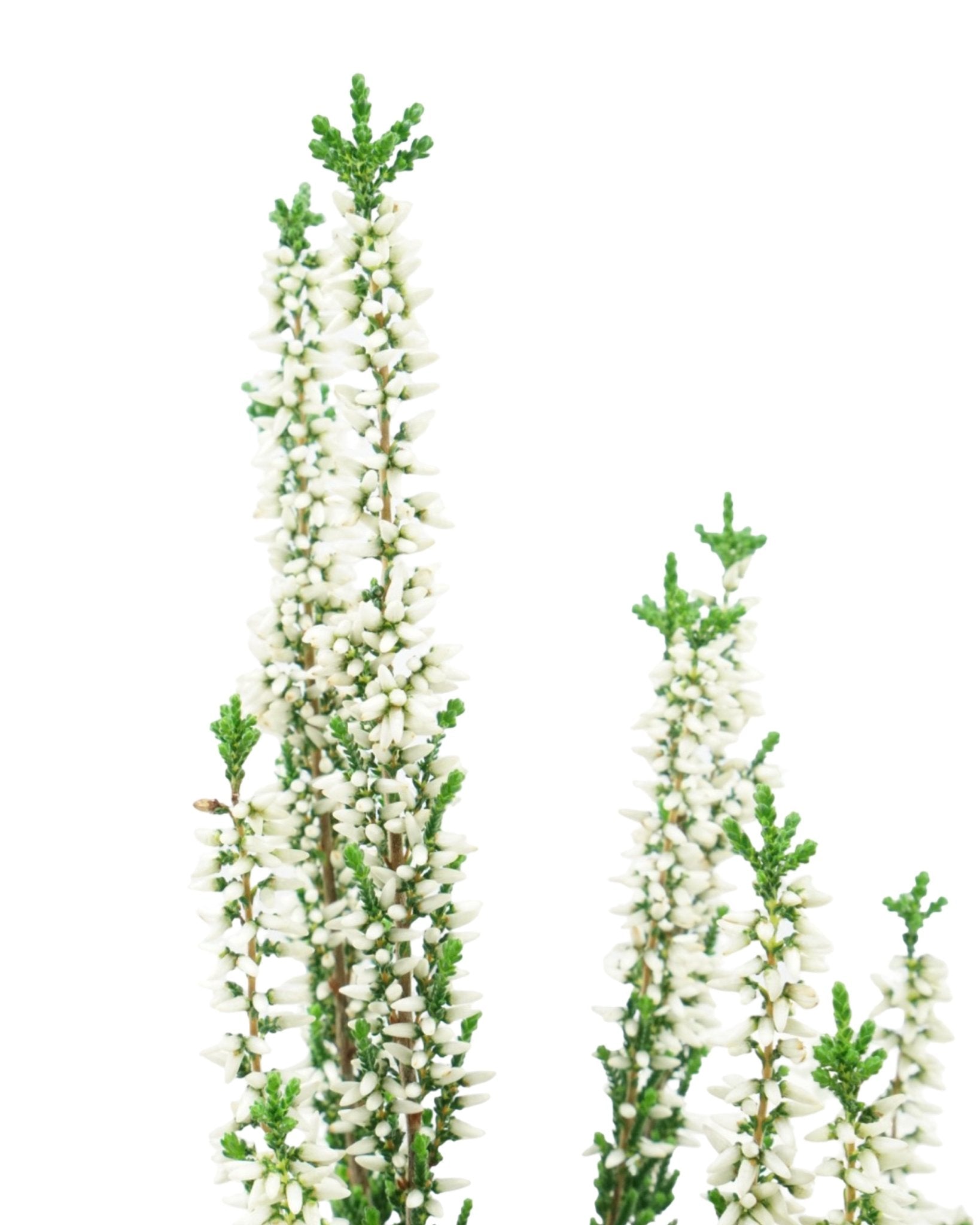 Calluna vulgaris 'Veluwe' - The Garden Corner
