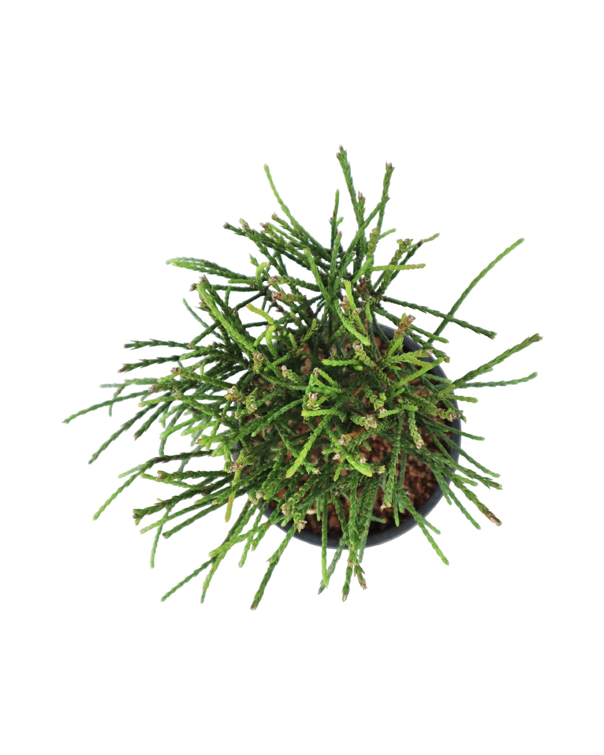 Thuja plicata 'Whipcord' - Shrubs