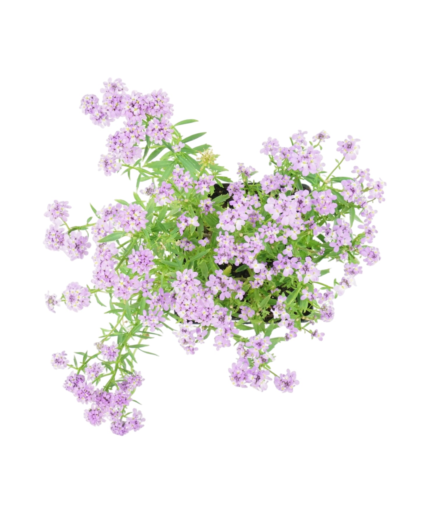 Iberis sempervirens 'Mermaid Lavender'