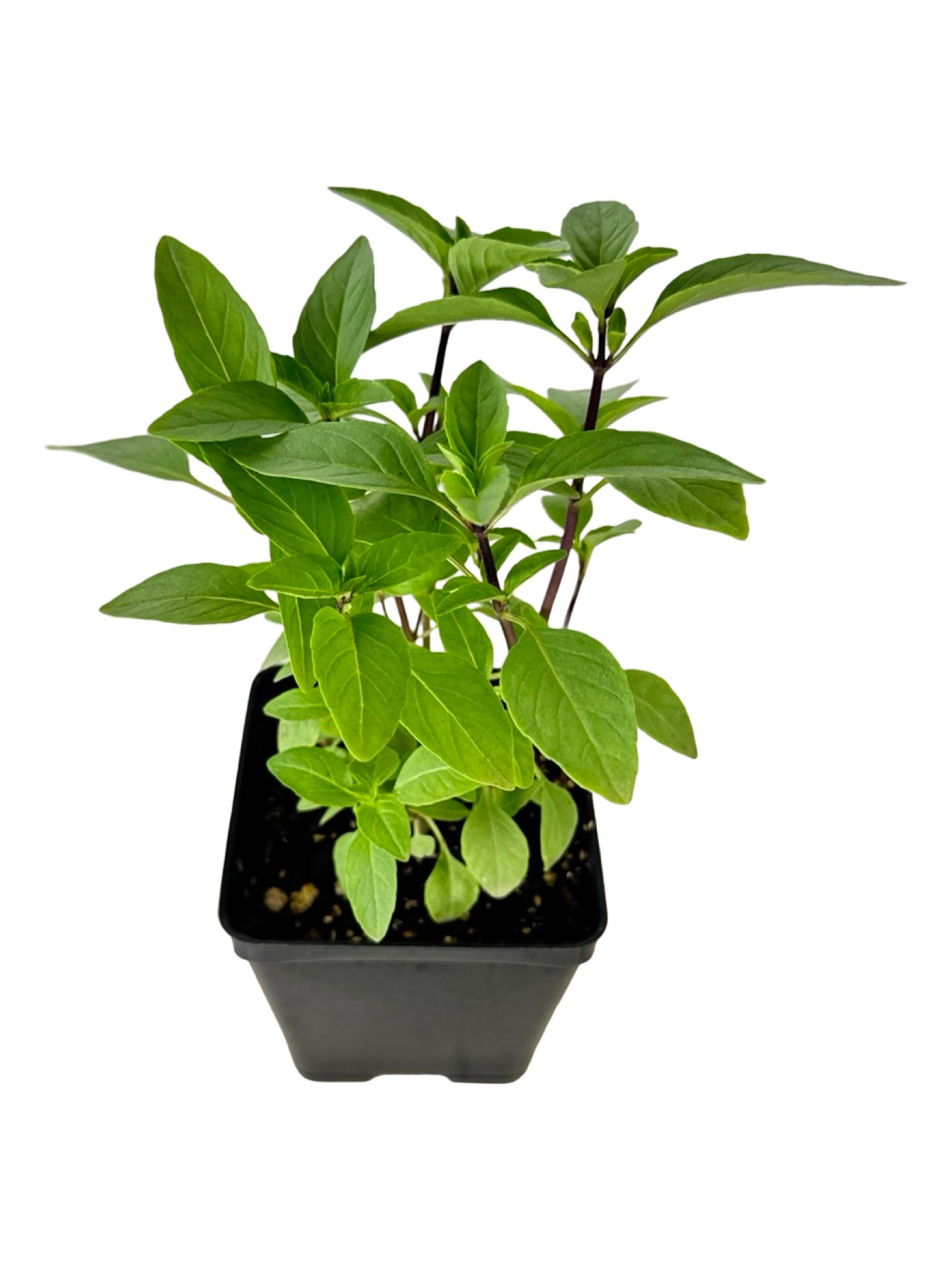 Basil Organic 'Thai' - Herbs and Vegetables