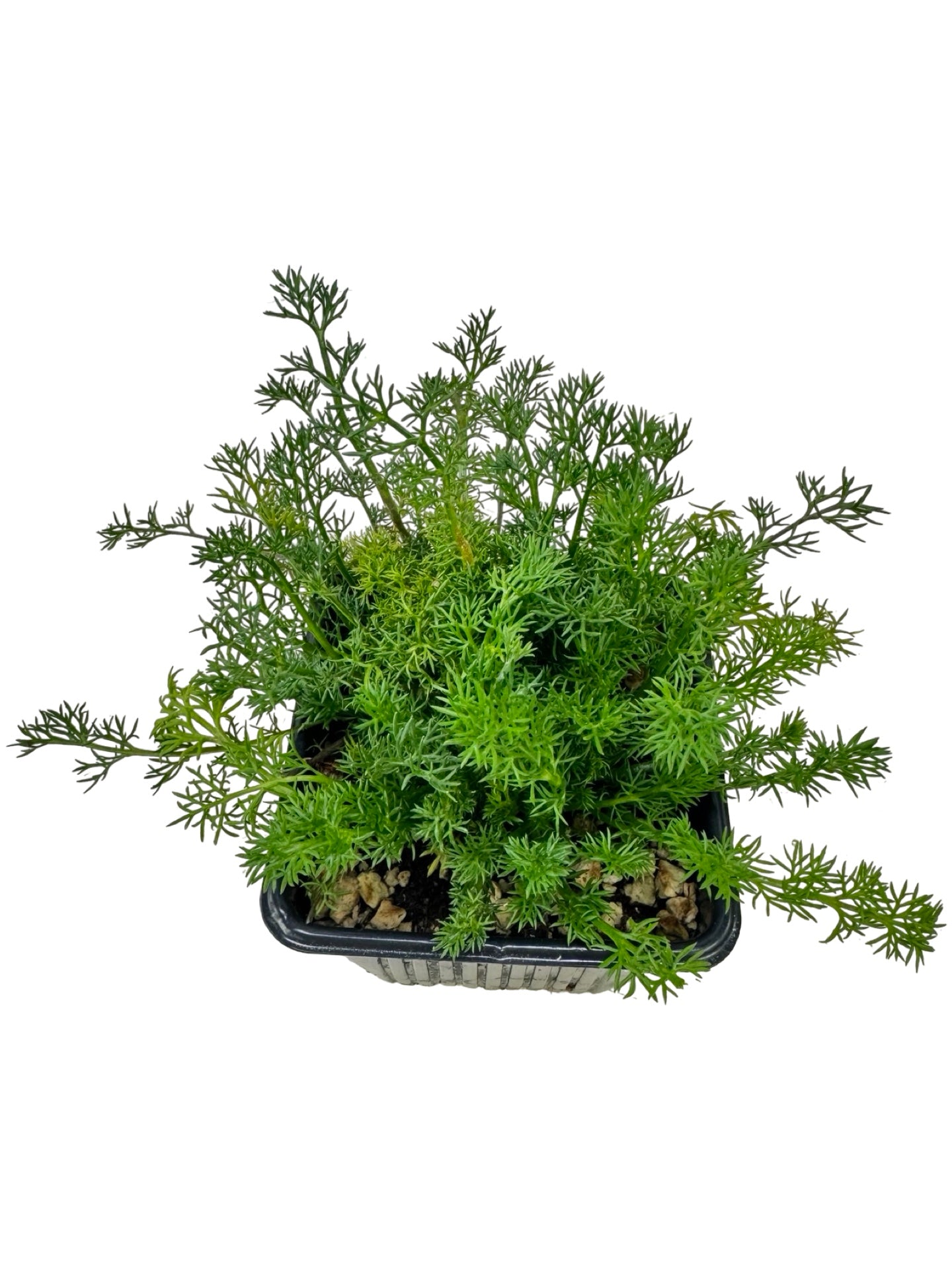 German Chamomile - Herbs and Vegetables