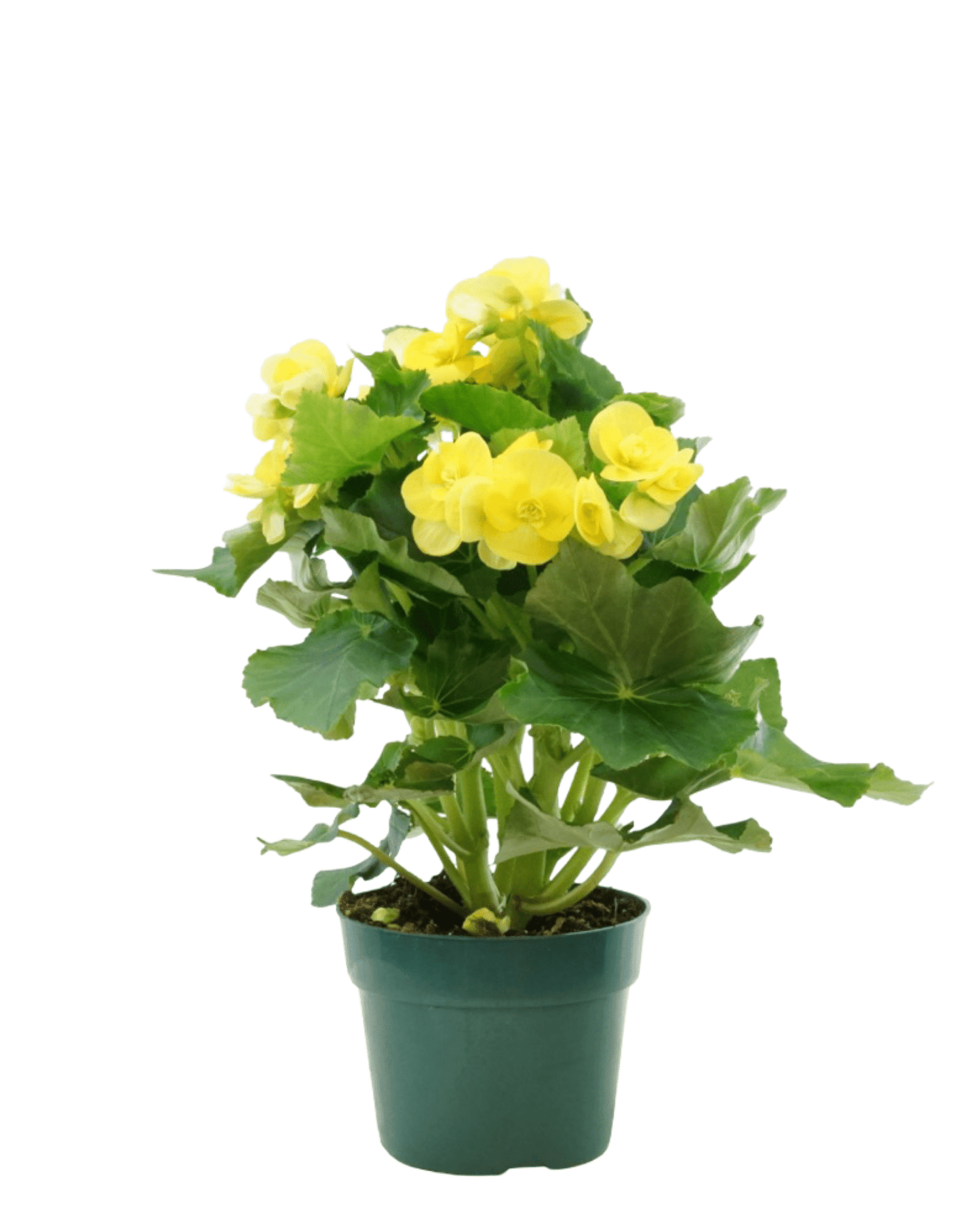 Begonia x hiemalis - The Garden Corner