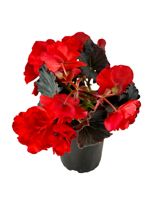 Solar Begonia Orange - Annuals
