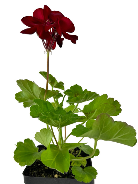 Geranium Zonal Calliope® 'Dark Red' - Annuals
