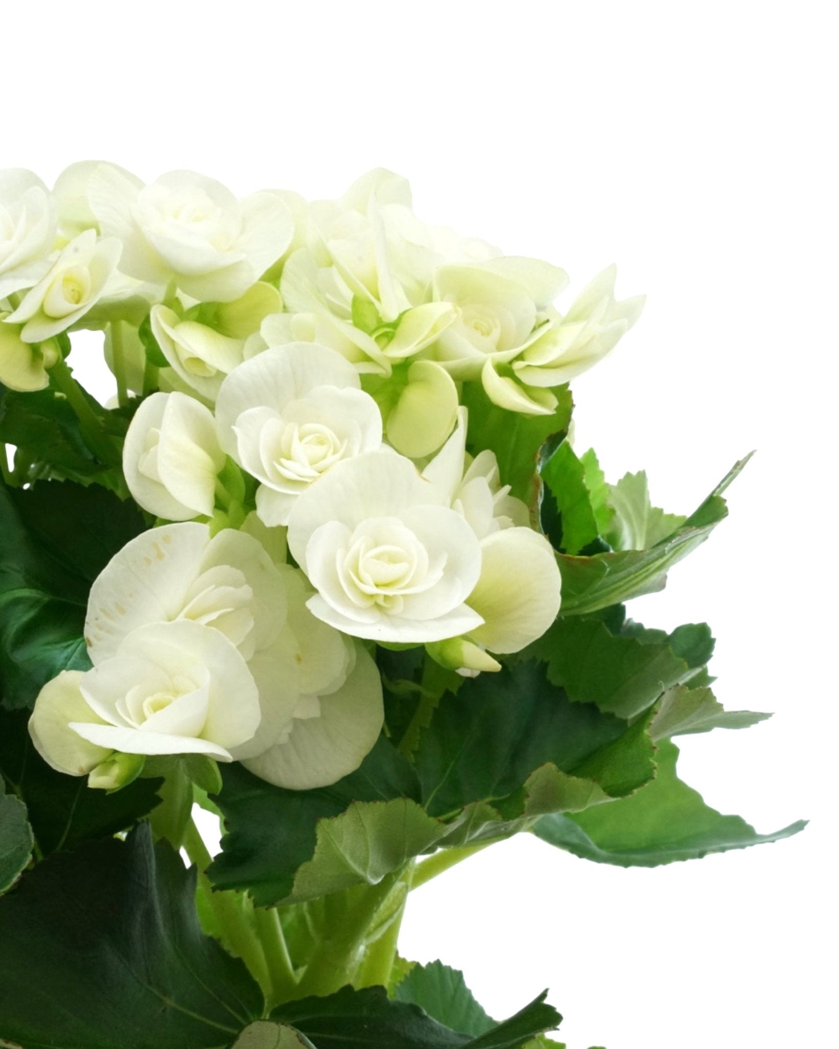 Begonia x hiemalis - The Garden Corner