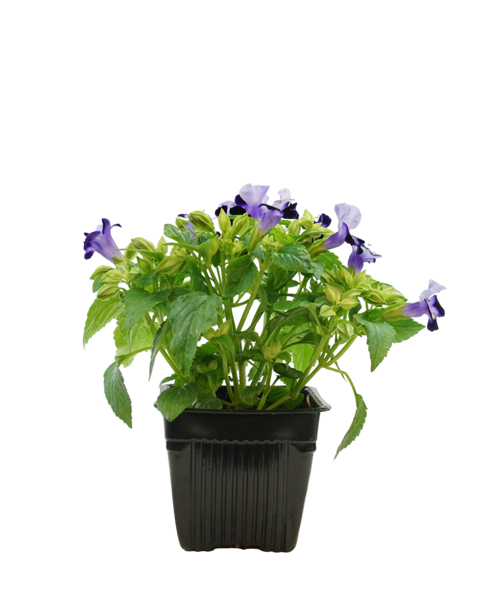 Torenia Hi-Lite Mix - Annuals