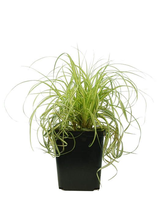 Carex 'Moon Falls'