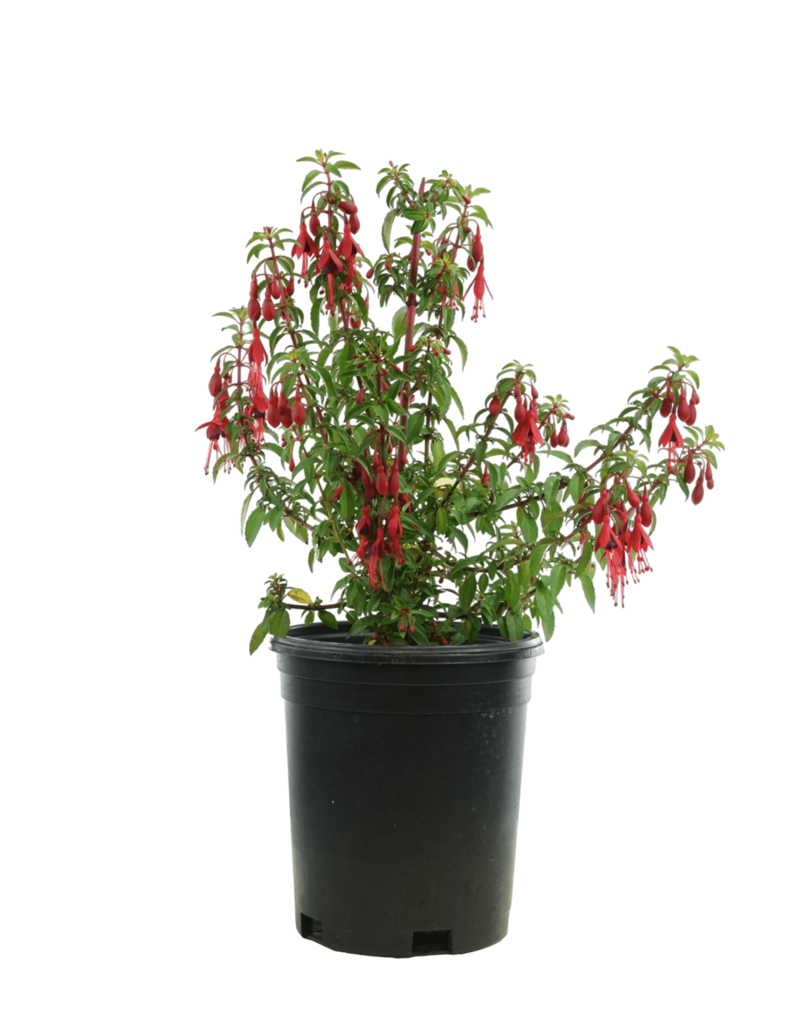 Fuchsia 'David' - The Garden Corner