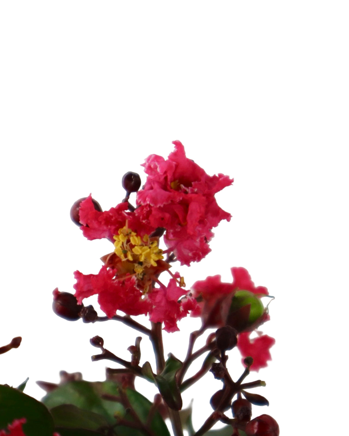Lagerstroemia Bellini® Cherry - Shrubs