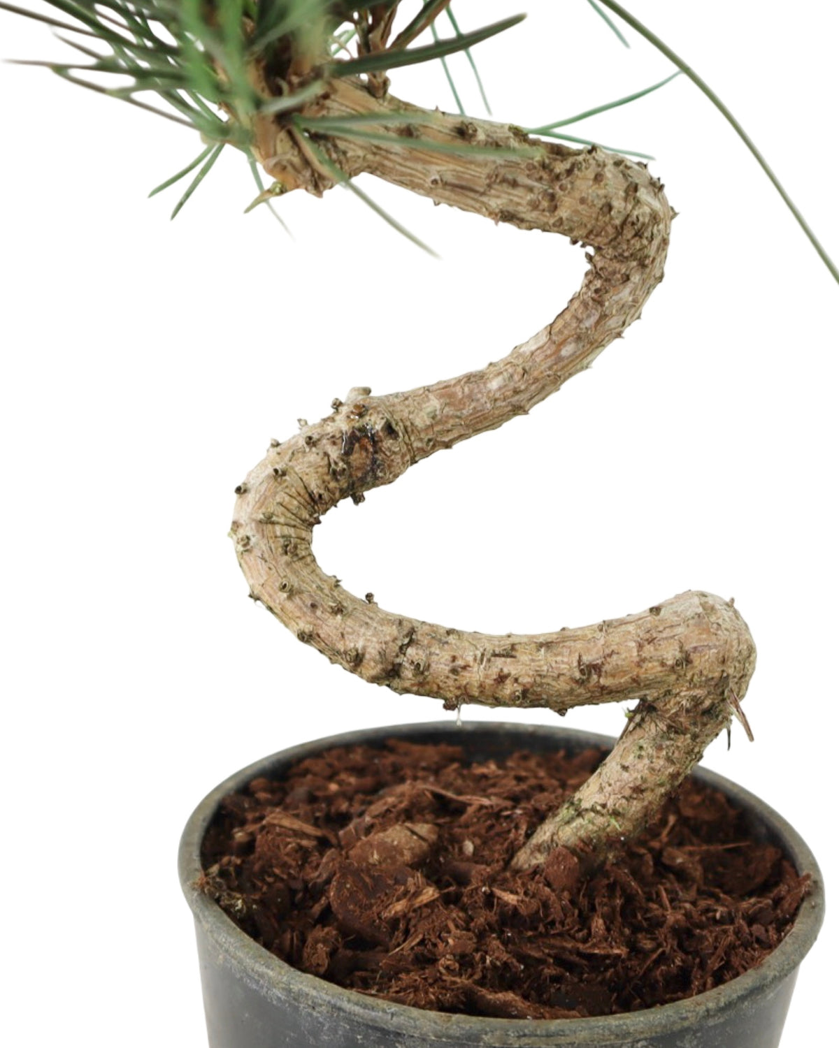 Pinus thunbergii 'Twisty' - Shrubs