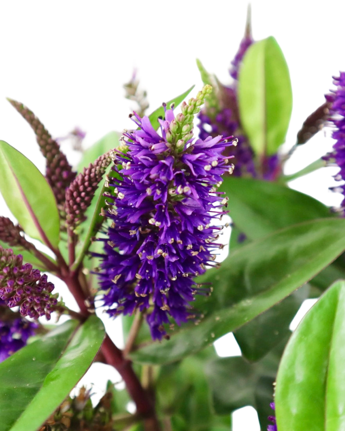 Hebe x hybrida Donna® 'Dark Purple' - Shrubs