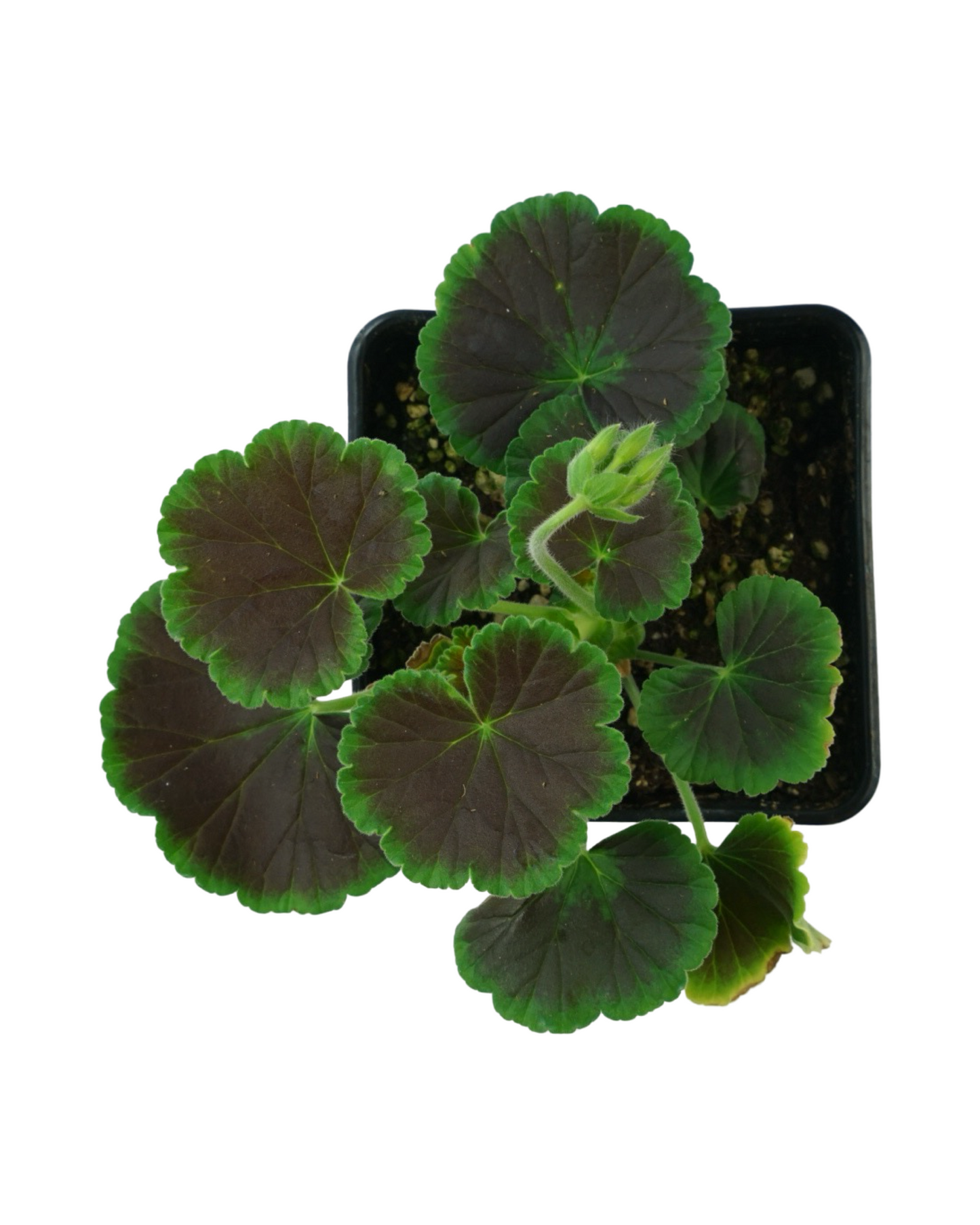Geranium Zonal ‘Brocade Fire Night’