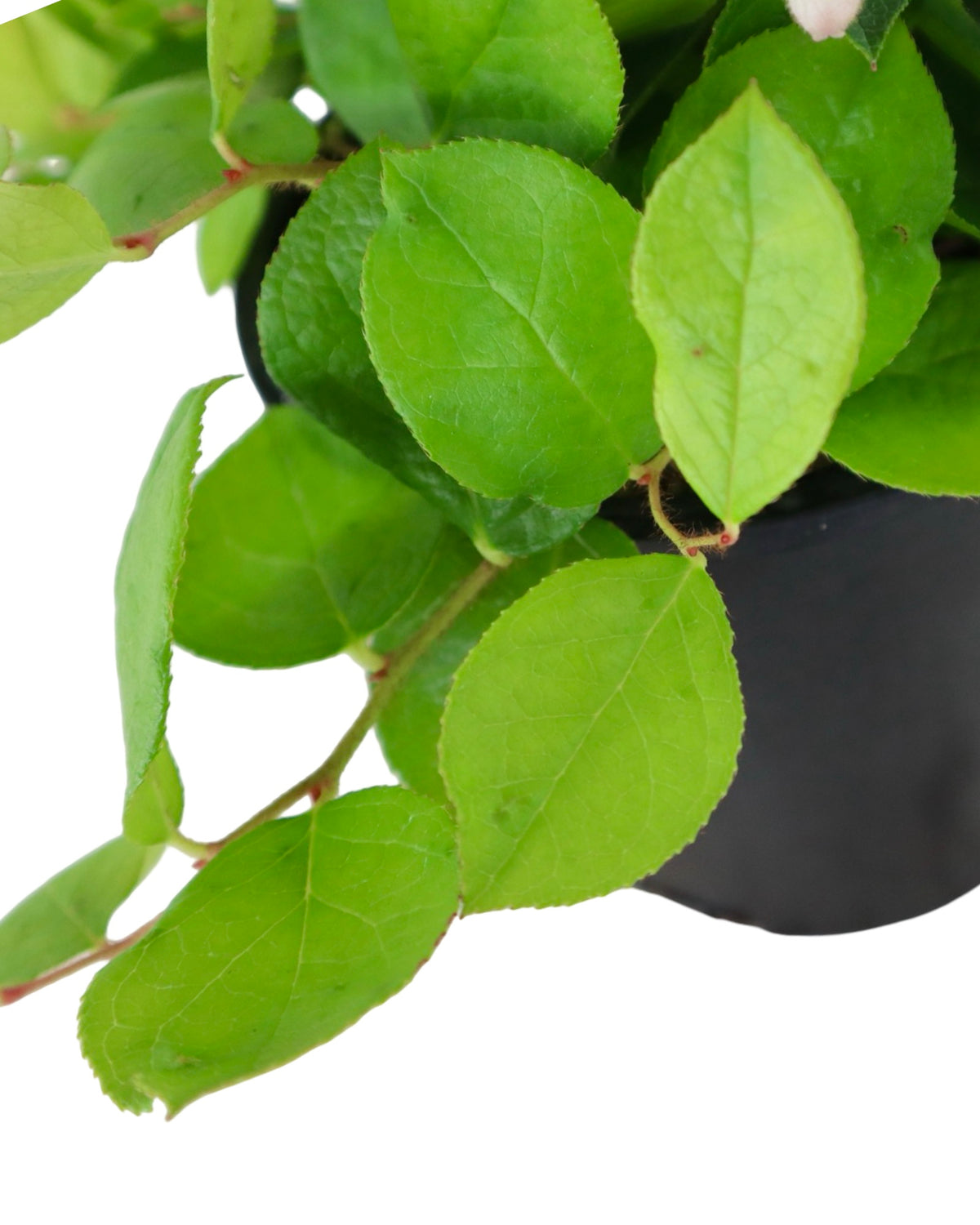Gaultheria shallon 'Cascade Sunrise' - Shrubs