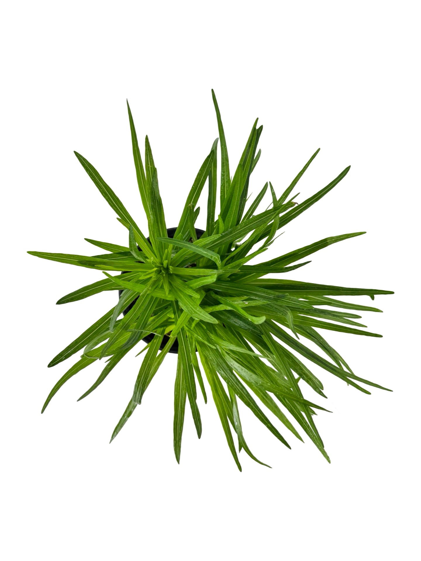 Liatris spicata ‘Kobold’ - Perennials