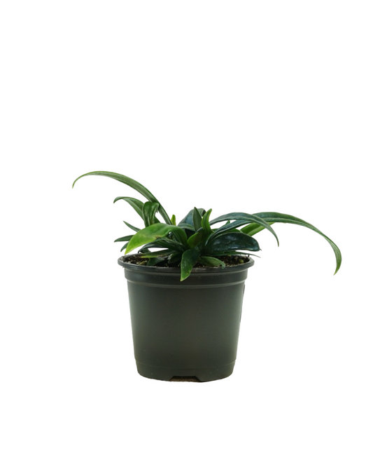 Microsorum thailandicum