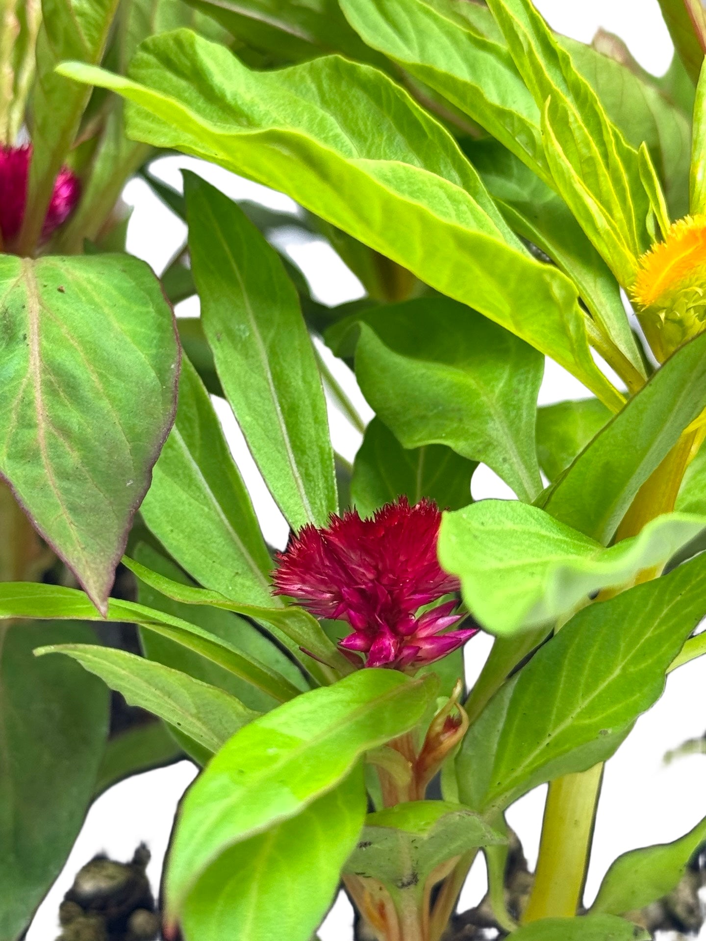 Celosia 'Jewel Box' Crested - Annuals