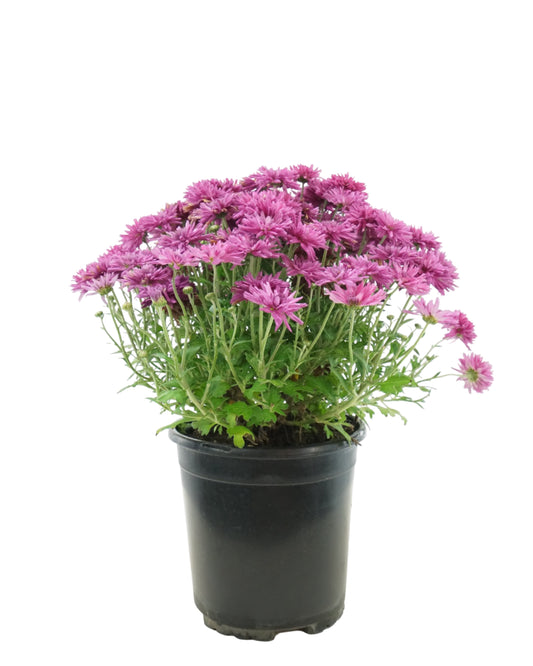 Chrysanthemum 'Arlette Purple'