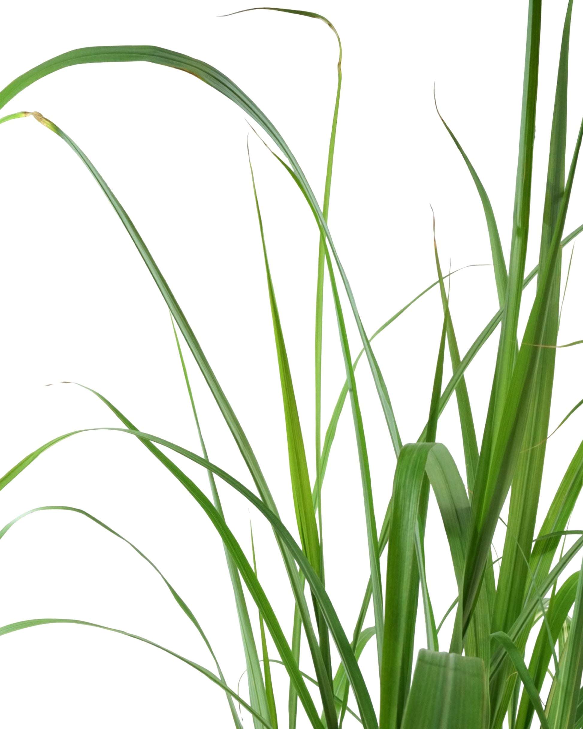 Miscanthus sinensis 'Cabaret' - Perennials