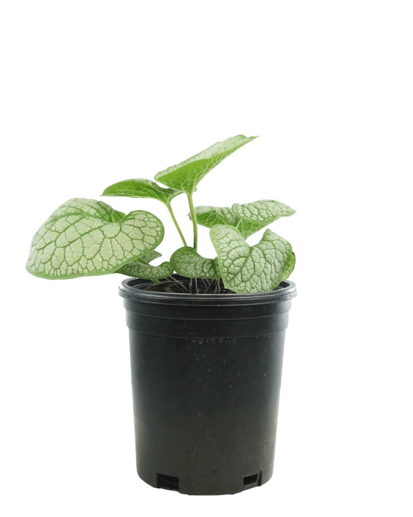 Brunnera macrophylla 'Sea Heart' - The Garden Corner