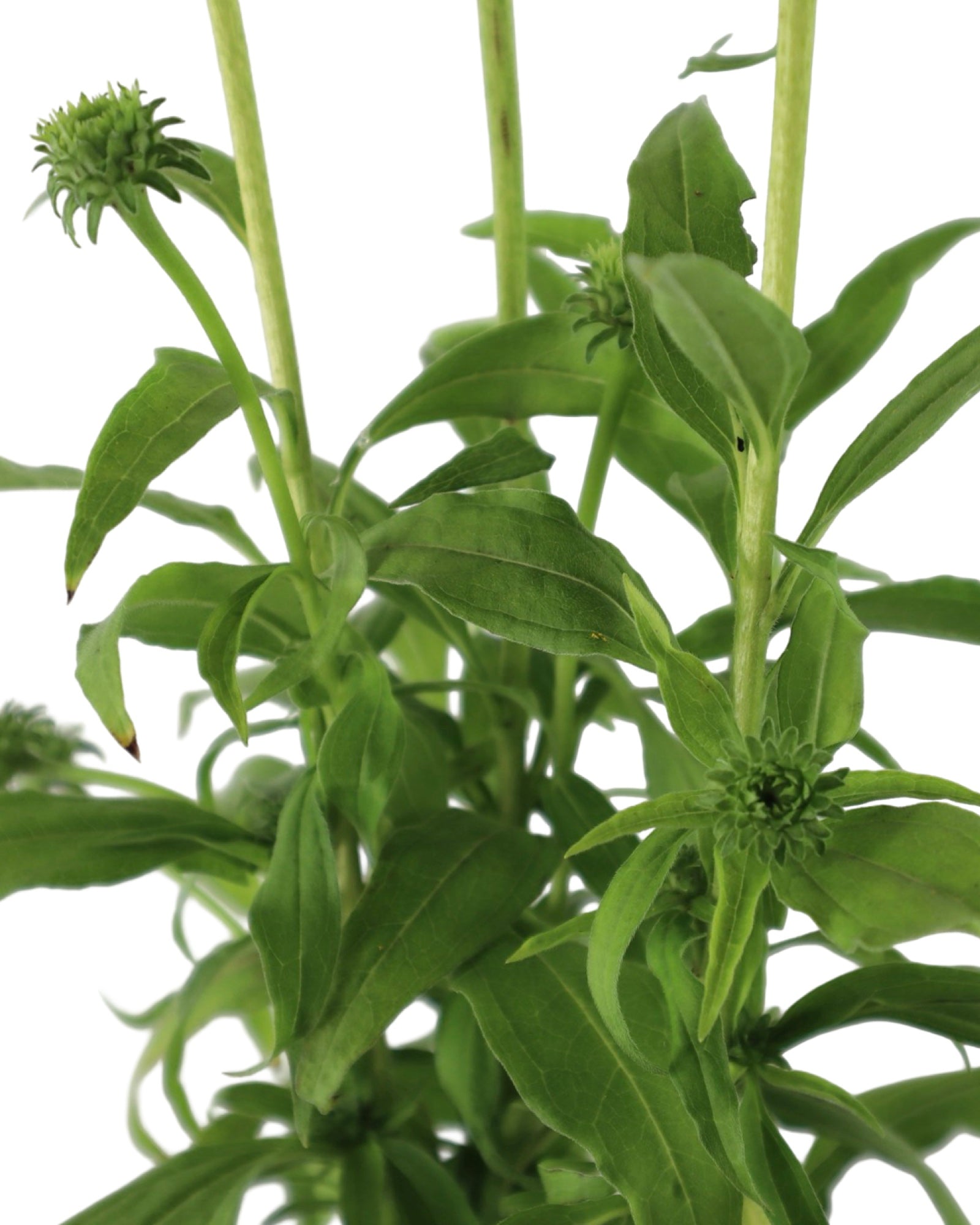 Echinacea SunMagic® Vintage Mango - Perennials