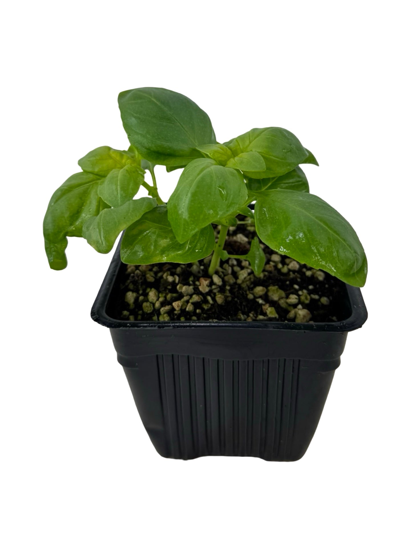 Basil Everleaf Genovese - Herbs and Vegetables