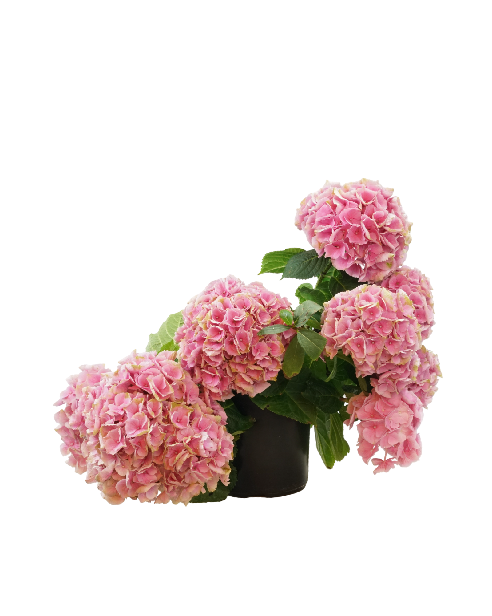 Hydrangea macrophylla assorted - Shrubs