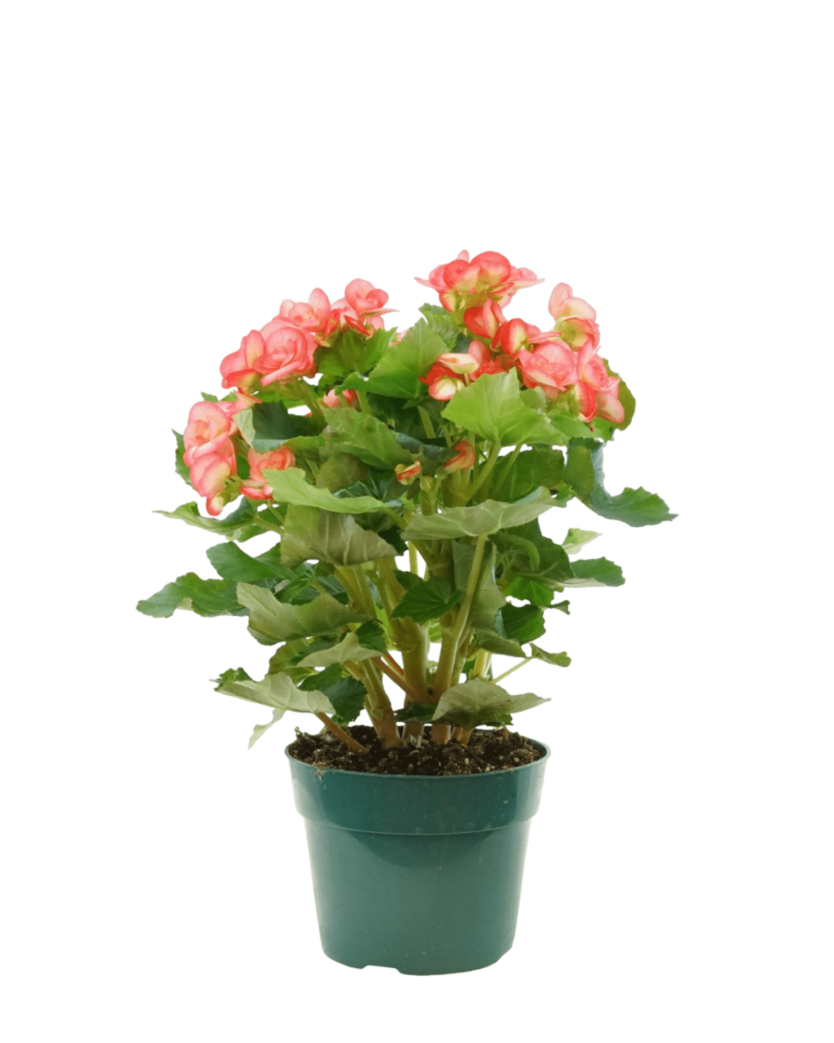 Begonia x hiemalis - The Garden Corner