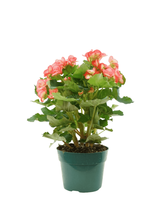 Begonia x hiemalis - The Garden Corner