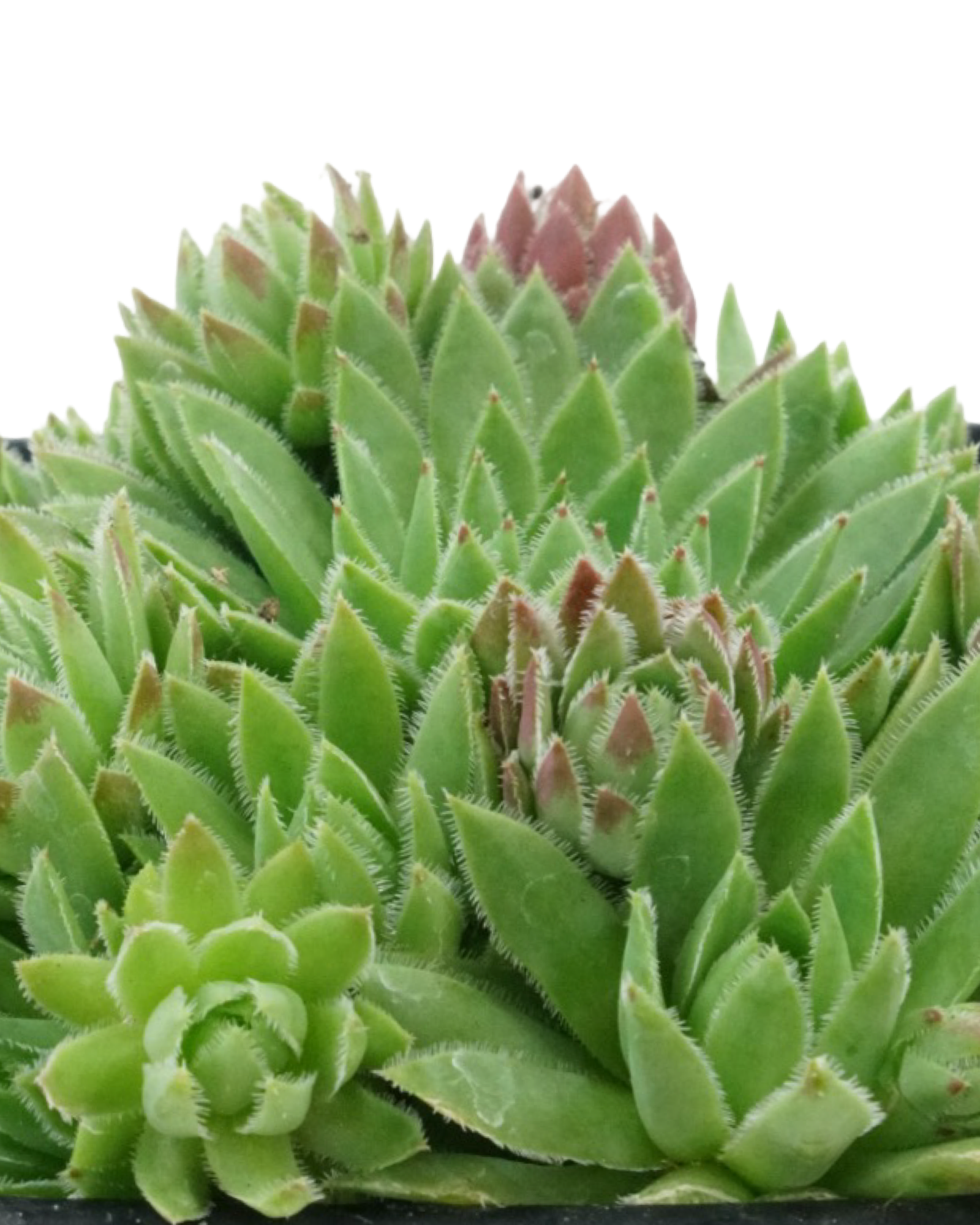 Jovibarba hirta 'Hedgehog' - Perennials