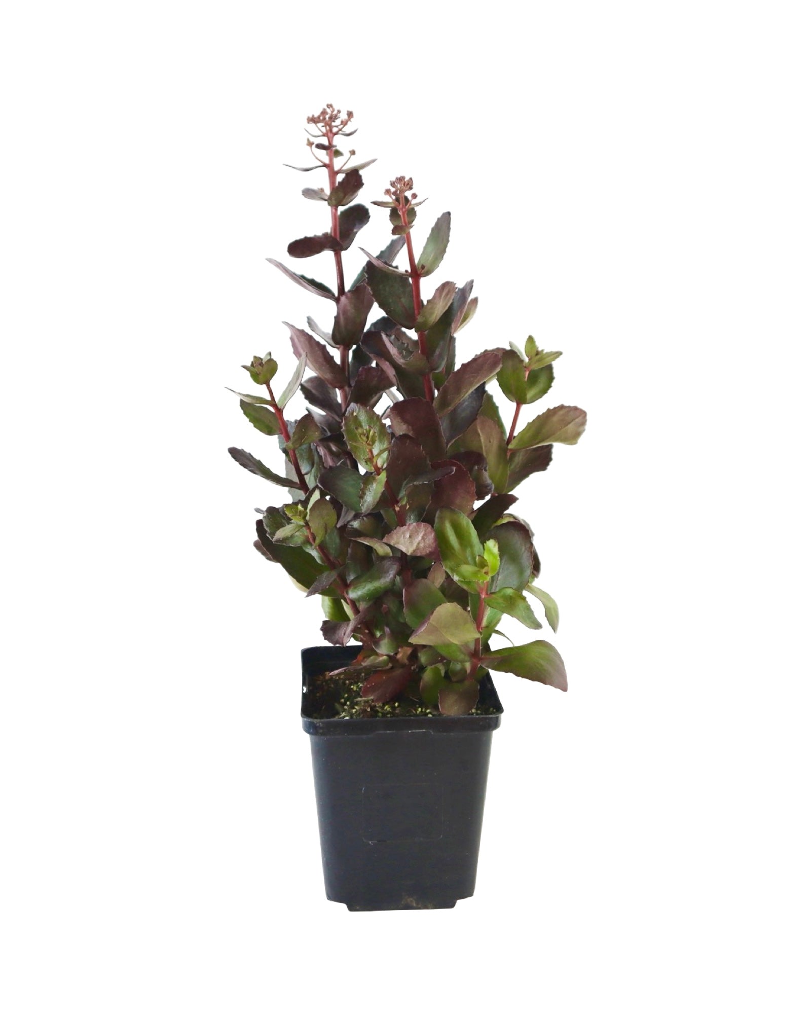Sedum 'Candy Chocolate Drop' - Perennials