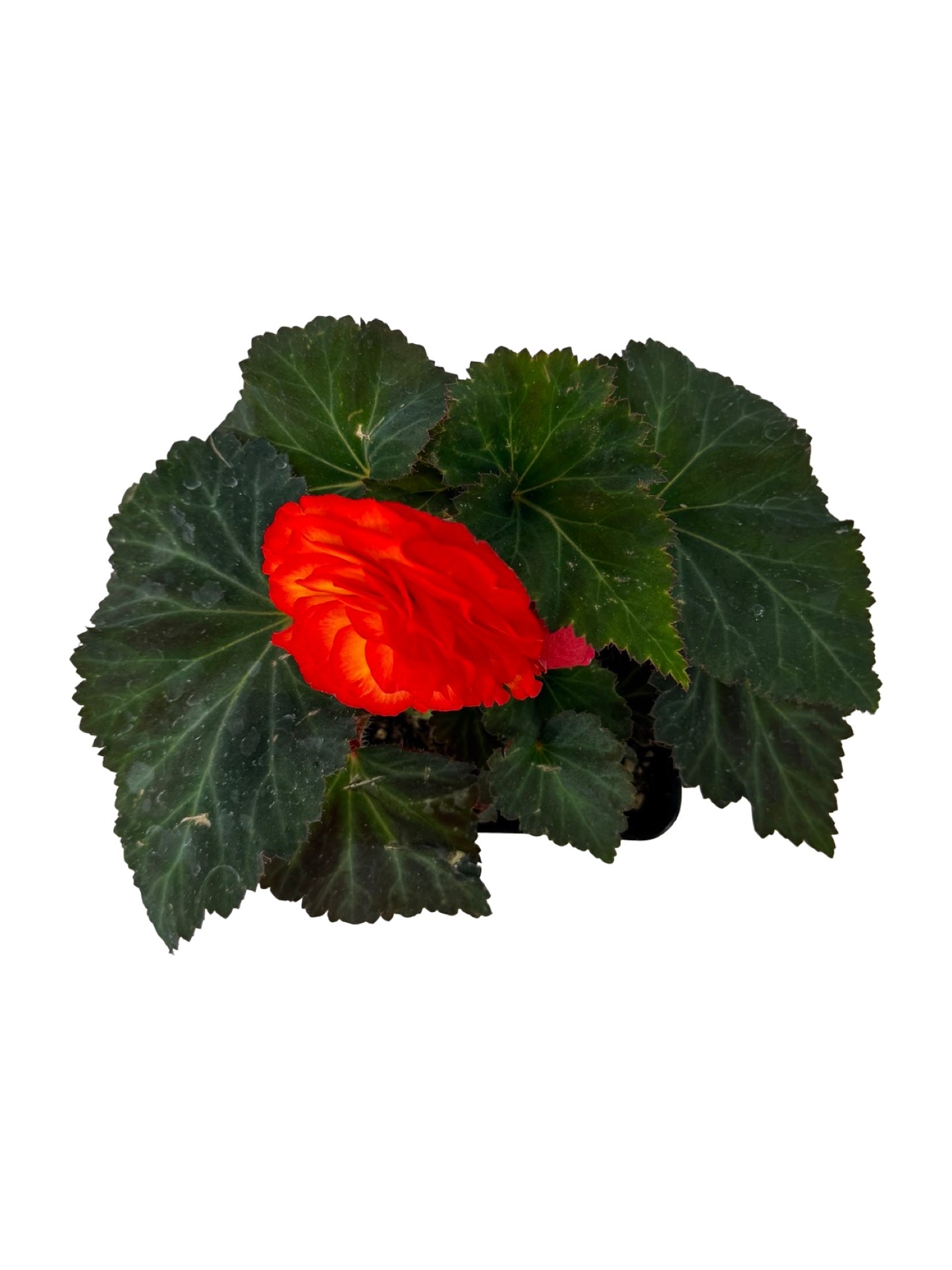 Begonia Nonstop 'Flame' - Annuals