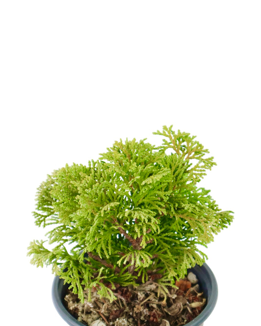 Chamaecyparis obtusa 'Kosteri' - Shrubs