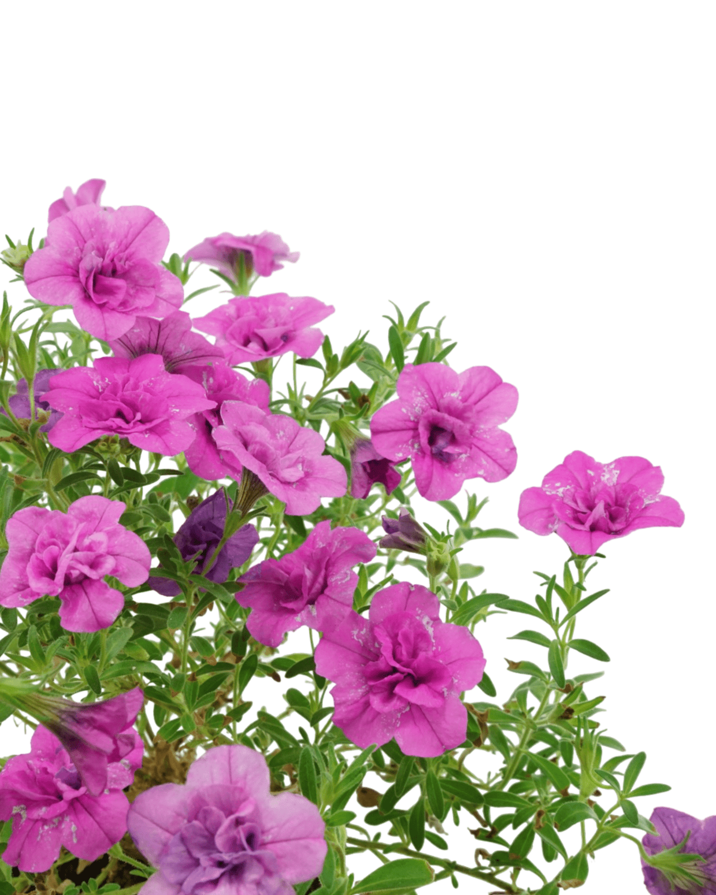Calibrachoa 'Minifamous Double Pink' - The Garden Corner