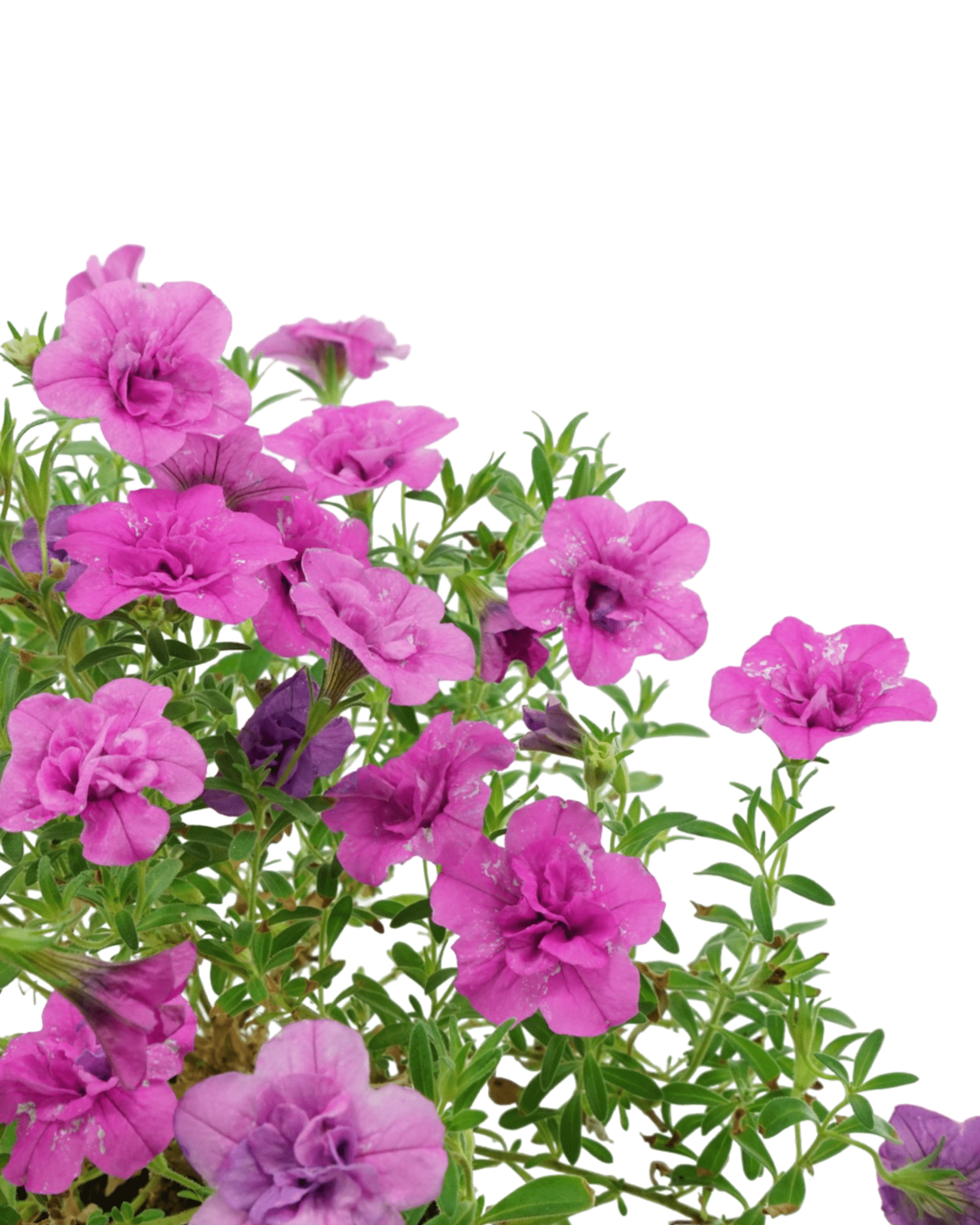 Calibrachoa 'Minifamous Double Pink' - The Garden Corner